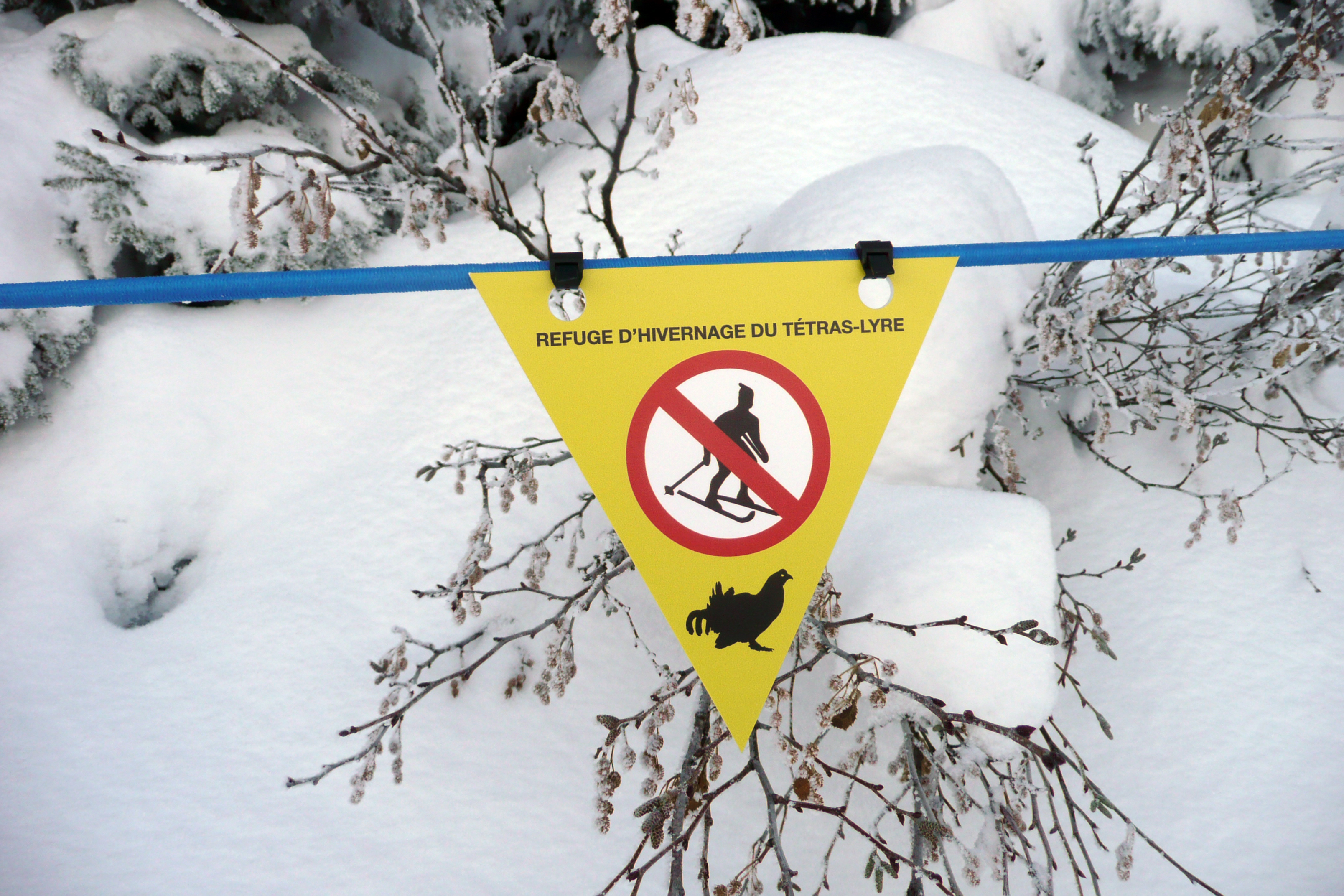 Fanion de signalisation de zone de refuge d'hivernage du Tétra-Lyre