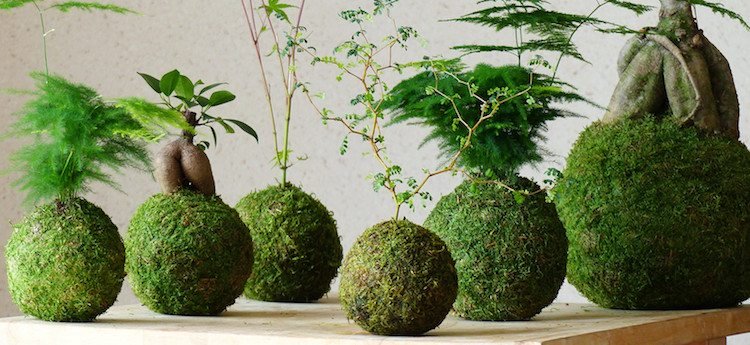 kokedama originaux mousse bonsai fougère - Initie-toi à l’art végétal japonais avec Anne. - Hopika - Le guide des sorties eco-friendly sur les 2 Savoie et aux alentours